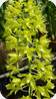 Grammatophyllum speciosum flava